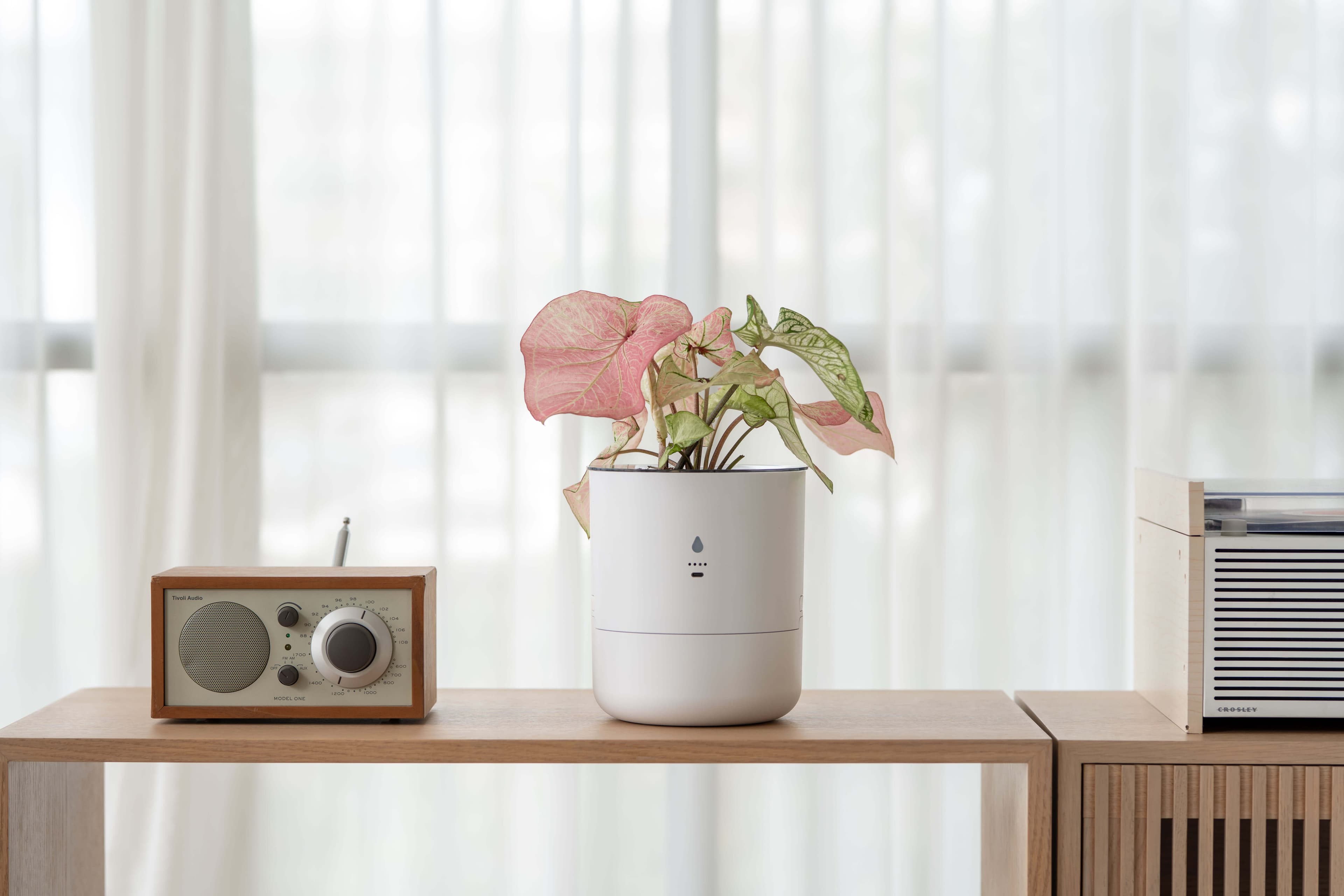 Thriving, healthy plant with vibrant green leaves