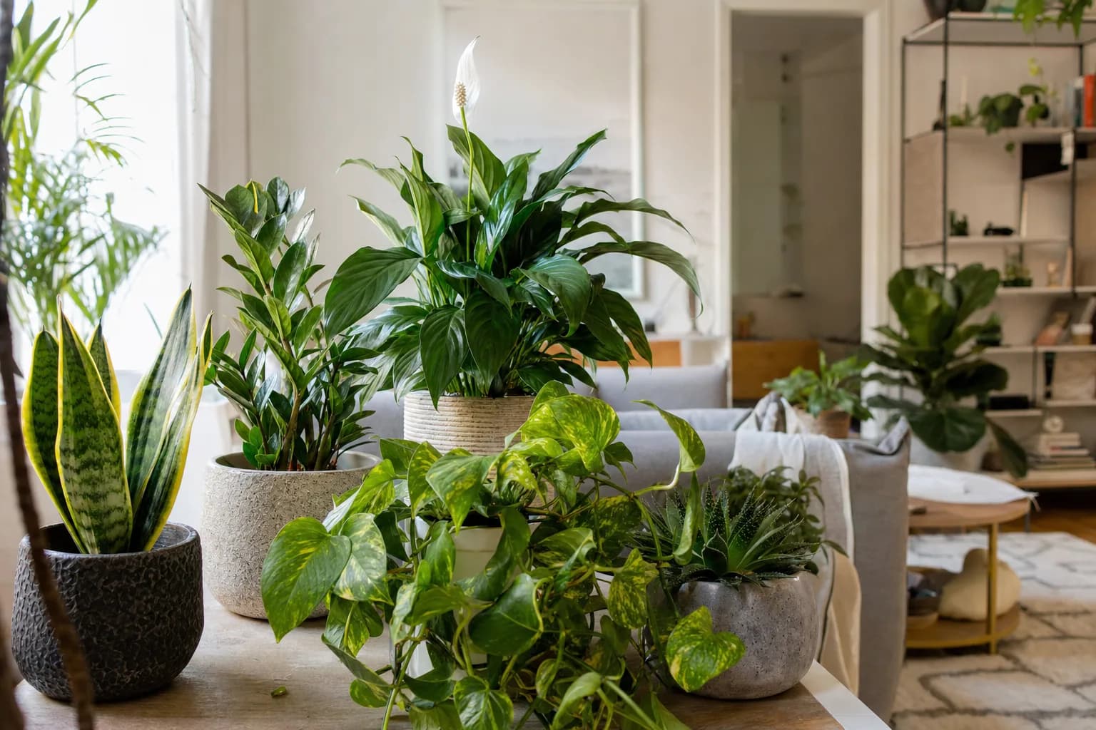 10 Nearly Unkillable Houseplants | LeafyPod