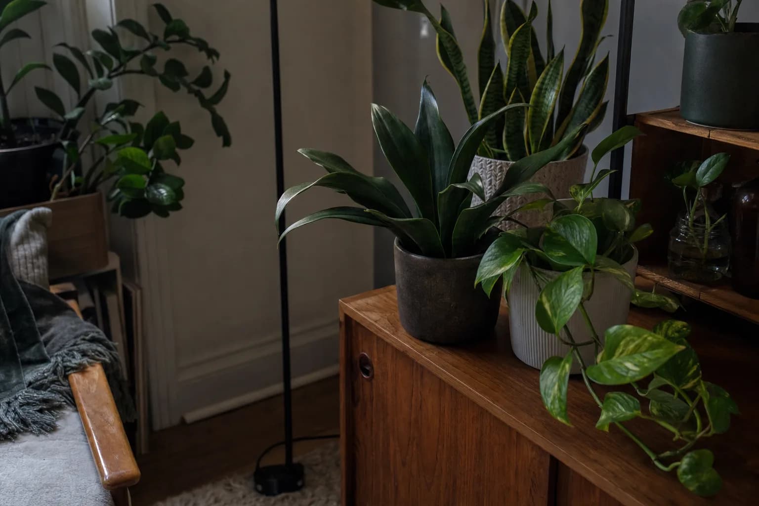 Best Low-Light Houseplants | LeafyPod