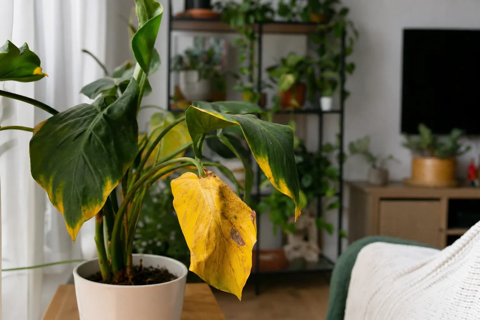 Why Houseplant Leaves Turn Yellow | LeafyPod