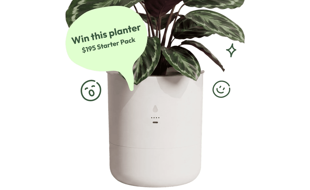 Win this planter — $195 Starter Pack