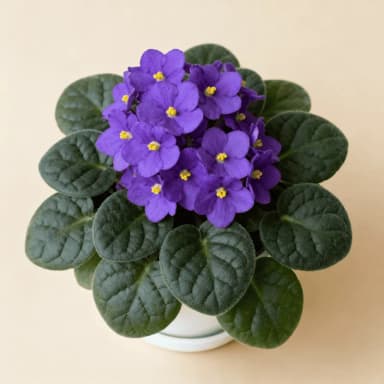 African Violet
