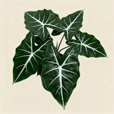 Alocasia