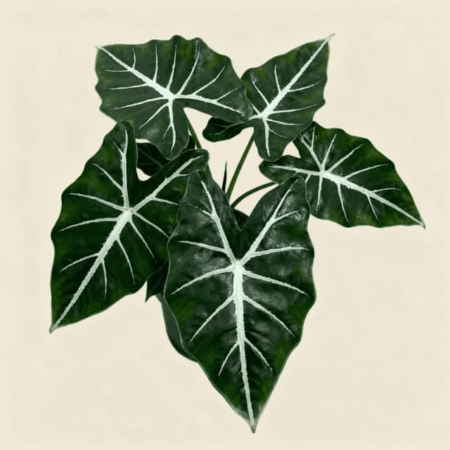 Alocasia