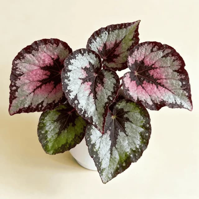 Begonia