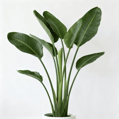 Bird of Paradise