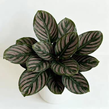 Calathea