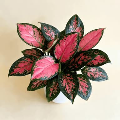 Chinese Evergreen