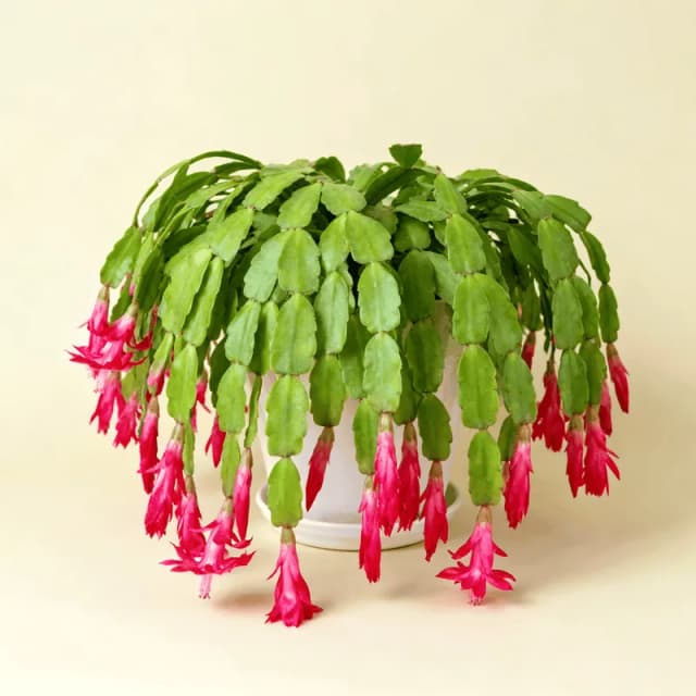 Christmas Cactus