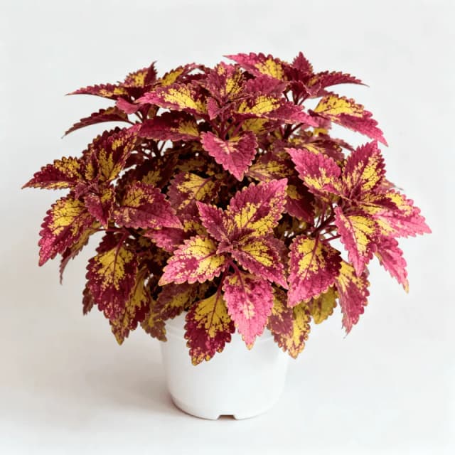 Coleus