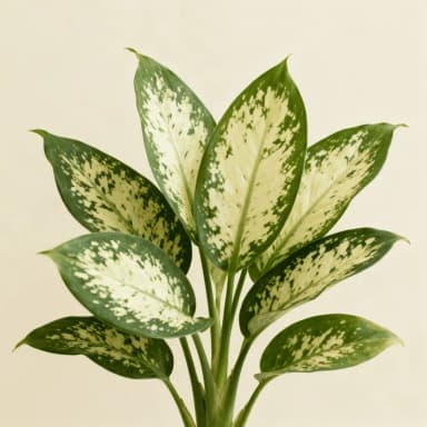 Dieffenbachia