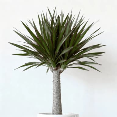 Dracaena