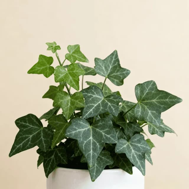 English Ivy