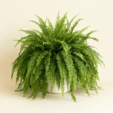 Boston Fern