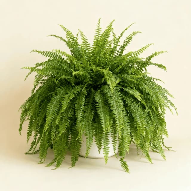 Boston Fern