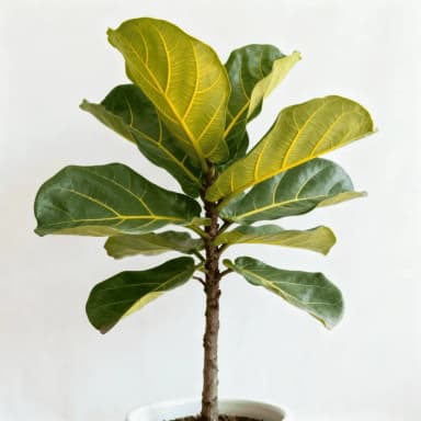 Fiddle Leaf Fig