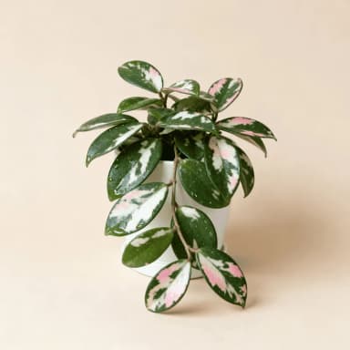 Hoya