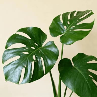 Monstera