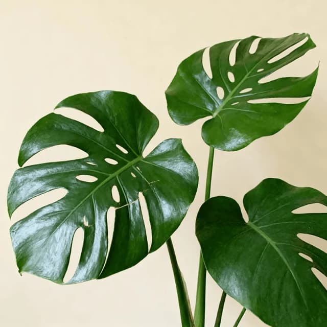 Monstera
