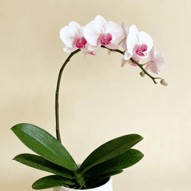 Phalaenopsis Orchid