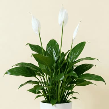 Peace Lily