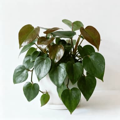 Philodendron