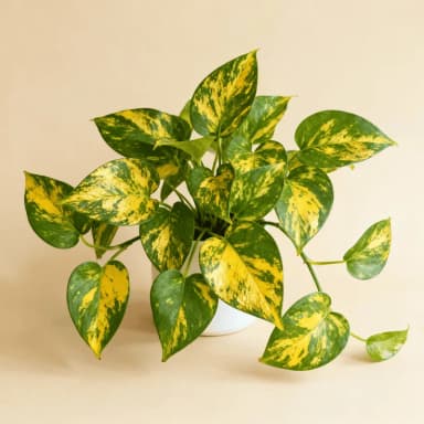 Pothos
