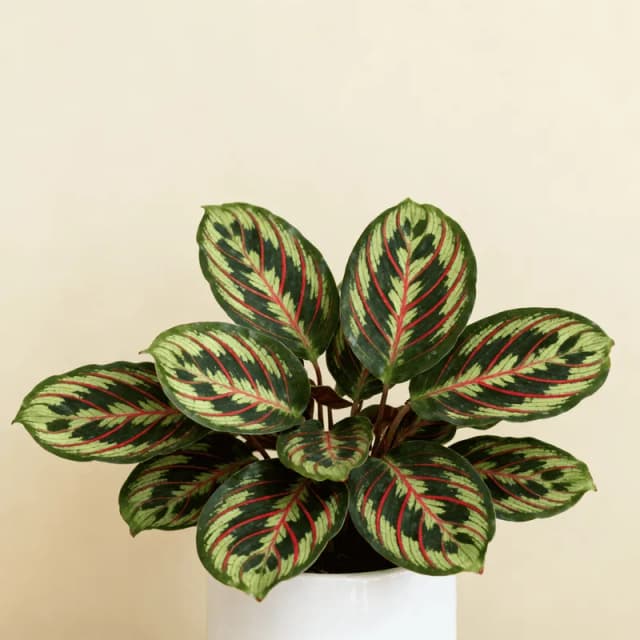 Prayer Plant