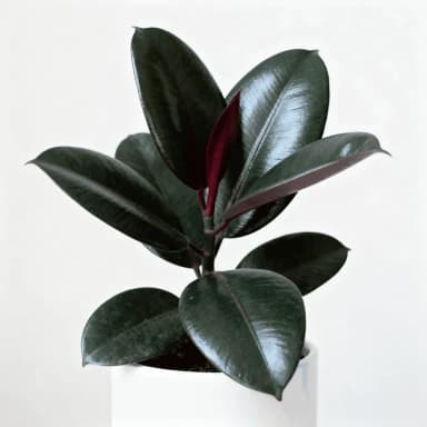 Rubber Plant