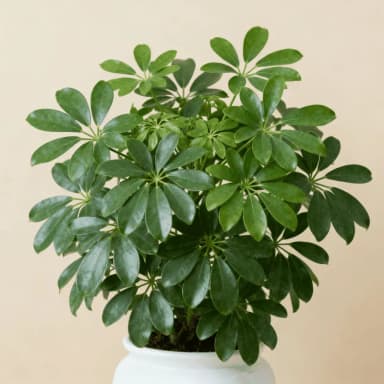 Schefflera