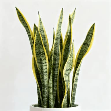 Snake Plant
