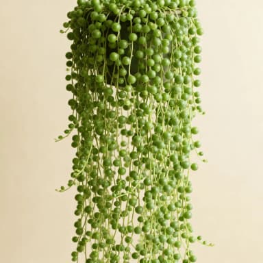 String of Pearls
