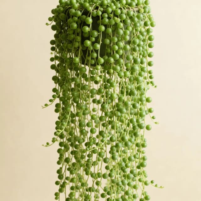 String of Pearls