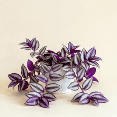Tradescantia