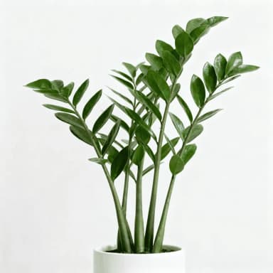 ZZ Plant