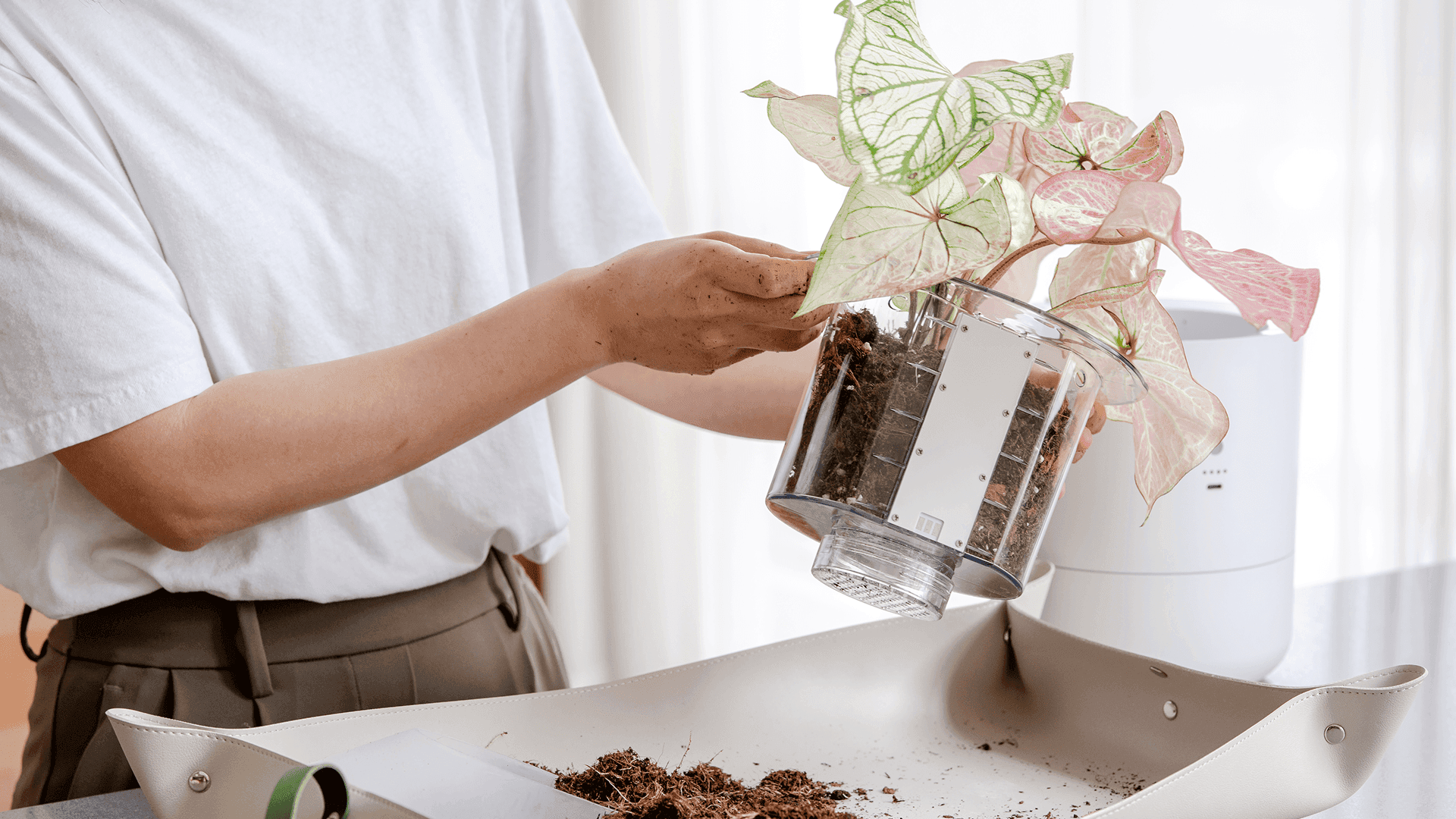 Step 2: Pot plant and add water