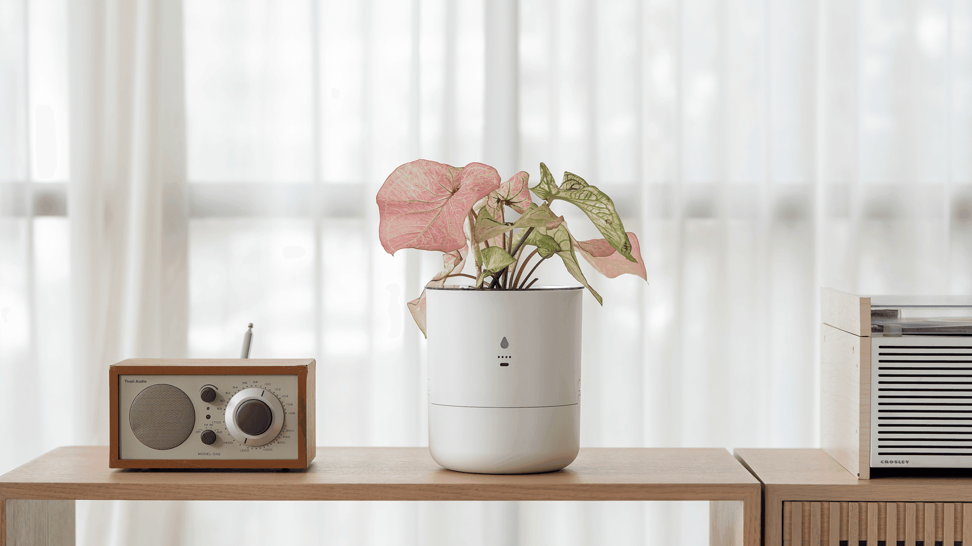 Step 3: Watch it grow